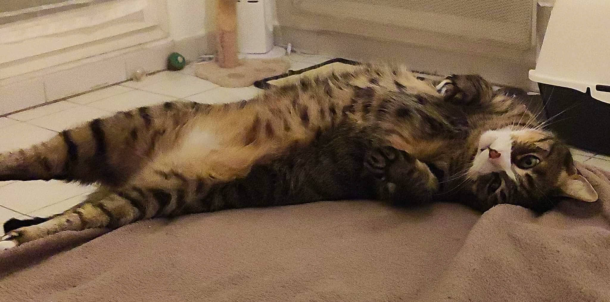 Kity a rejoint le concours — aidez-le/la à gagner de superbes lots ! bed, bed_sheet, carnivore, cat, claw, comfort, domestic_short_haired_cat, felidae, fur, linens, nap, paw, room, sleep, small_to_medium_sized_cats, snout, tail, terrestrial_animal, whiskers, wildlife