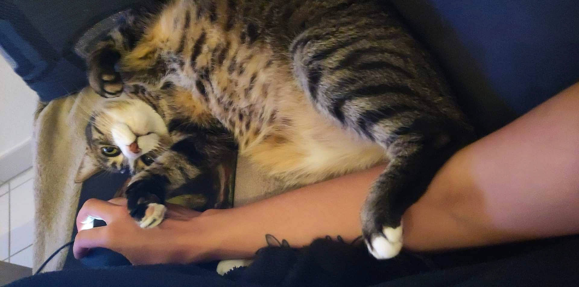 Kity participe au concours pour gagner de l'argent avec cette photo : big_cats, carnivore, cat, claw, comfort, dog_breed, domestic_short_haired_cat, fawn, felidae, fur, human_leg, mammal, paw, small_to_medium_sized_cats, snout, tail, terrestrial_animal, vertebrate, whiskers, wildlife