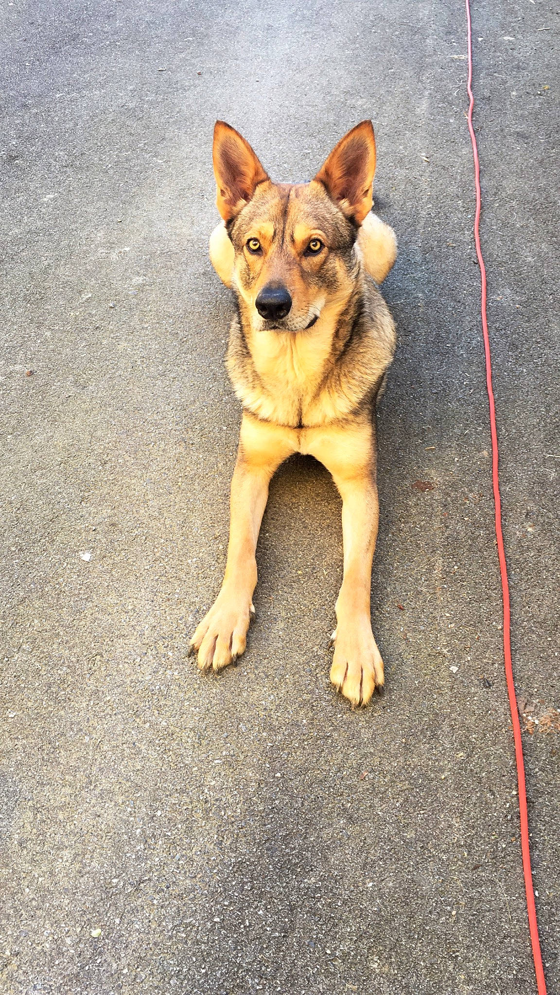 Balou participe au concours pour gagner de l'argent avec cette photo : canidae, carnivore, companion_dog, dog, dog_breed, fawn, german_shepherd_dog, kunming_wolfdog, mammal, puppy, rare_breed_dog, street_dog, vertebrate, wolfdog, working_dog