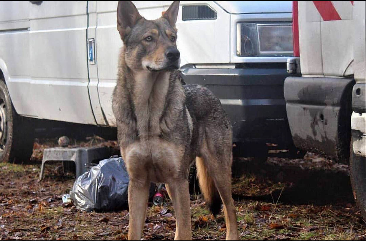 Balou participe au concours pour gagner de l'argent avec cette photo : canidae, canis, carnivore, czechoslovakian_wolfdog, dog, dog_breed, kunming_wolfdog, mammal, saarloos_wolfdog, seppala_siberian_sleddog, shikoku, sulimov_dog, tamaskan_dog, vertebrate, wolf, wolfdog