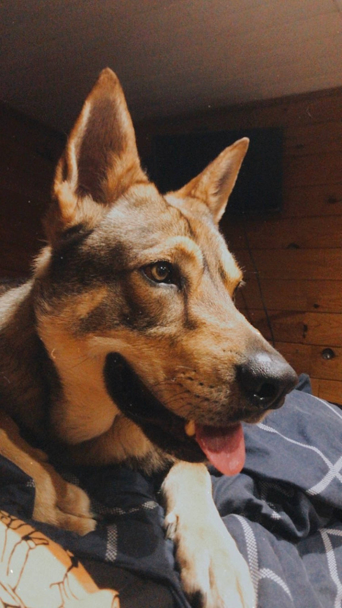 Balou a rejoint le concours — aidez-le/la à gagner de superbes lots ! ancient_dog_breeds, canidae, carnivore, czechoslovakian_wolfdog, dog, dog_breed, kunming_wolfdog, mammal, rare_breed_dog, vertebrate, wolfdog, working_dog