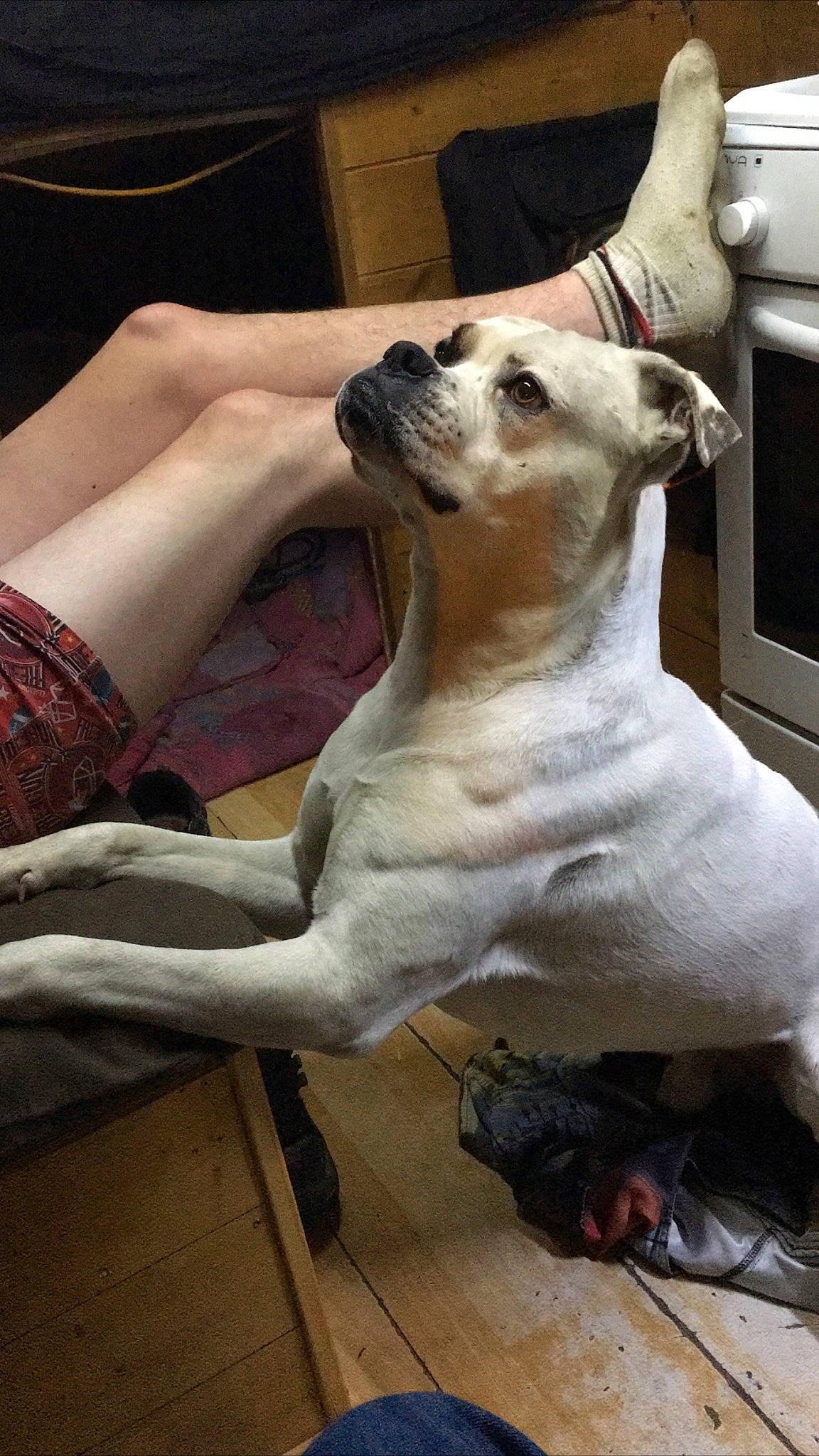 Magouille a rejoint le concours — aidez-le/la à gagner de superbes lots ! ancient_dog_breeds, canidae, carnivore, companion_dog, dog, dog_breed, dogo_argentino, fawn, mammal, non_sporting_group, vertebrate, whippet