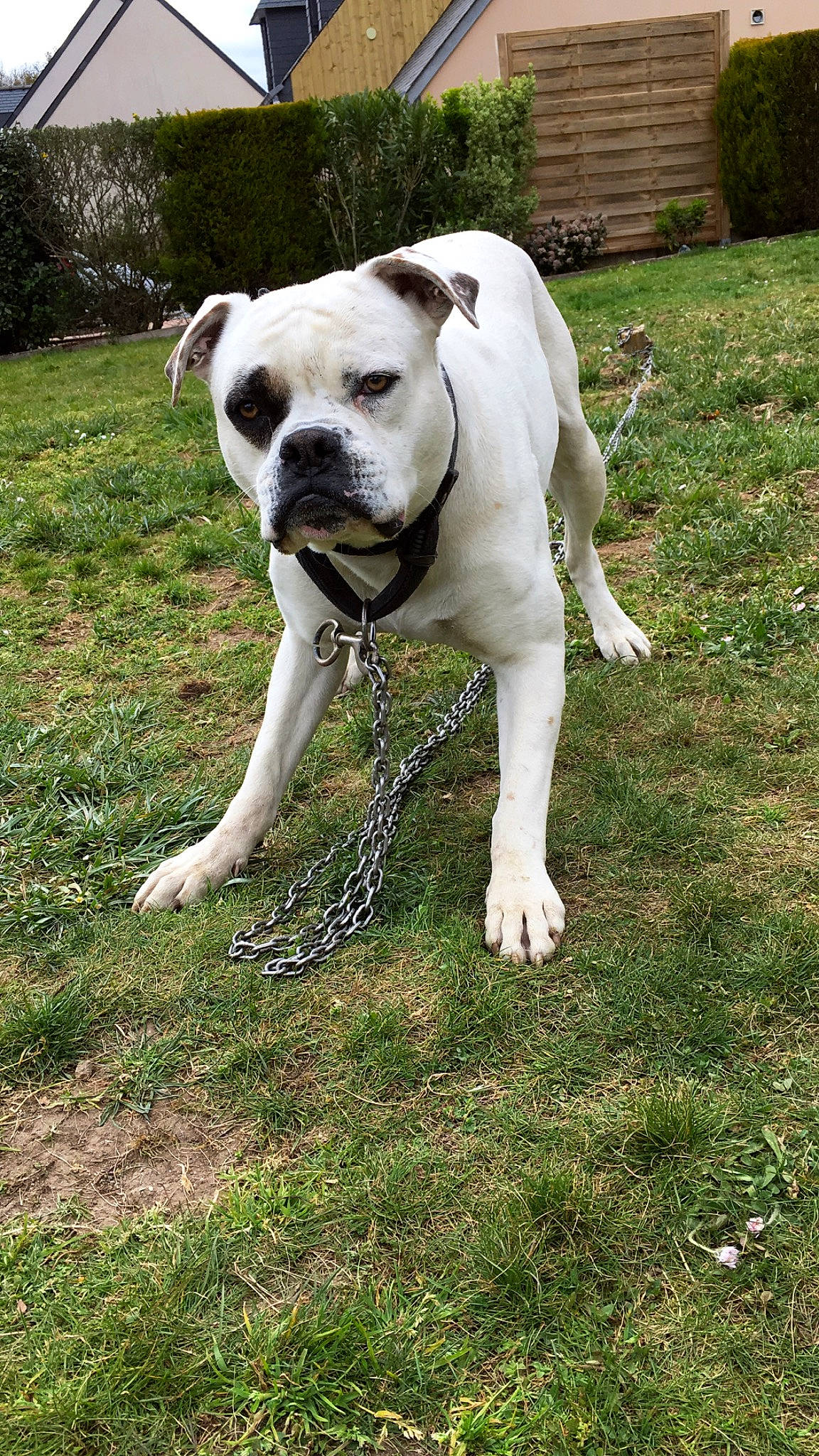 Magouille participe au concours pour gagner de l'argent avec cette photo : american_bulldog, australian_bulldog, bulldog, canidae, carnivore, companion_dog, dog, dog_breed, dorset_olde_tyme_bulldogge, grass, mammal, non_sporting_group, olde_english_bulldogge, rare_breed_dog, snout, sporting_group, tail, valley_bulldog, vertebrate, white_english_bulldog