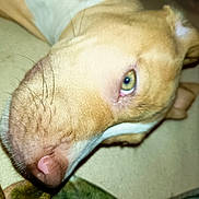 Aïka a rejoint le concours — aidez-le/la à gagner de superbes lots ! dog, close_up, pet, animal, green_eyes, light_brown, nose, whiskers, relaxed, lying_down, fur, canine, indoor, face, portrait, looking, cute, domestic_animal, snout