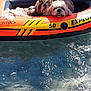 Skyla participe au concours pour gagner de l'argent avec cette photo : animal, canine, dog, floating, fun, hand, happy, inflatable_boat, lake, leisure, nature, orange, outdoor, pets, recreation, relaxing, summer, sunlight, vacation, water