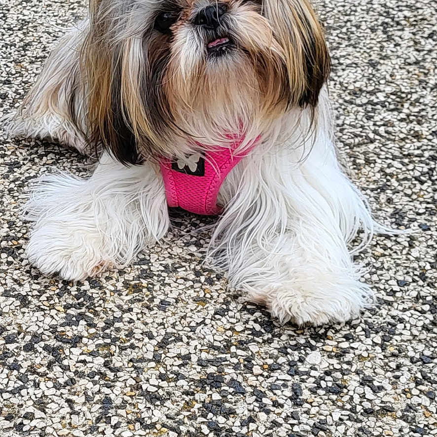 Skyla a rejoint le concours — aidez-le/la à gagner de superbes lots ! adorable, animal, companion, cute, dog, ears, face, fluffy, fur, looking_up, lying_down, outdoor, pavement, pet, pink_harness, playful, shih_tzu, small_dog, tongue, two_ponytails
