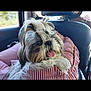 Skyla participe au concours pour gagner de l'argent avec cette photo : animal, car_interior, companion, cushion, cute, dog, fluffy, fur, happy, indoors, leisure, pet, relaxed, seat, small_dog, striped, tongue_out, transportation, travel, window