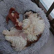 Skyla a rejoint le concours — aidez-le/la à gagner de superbes lots ! animal, brown, companion, cozy, cute, dog, fluffy, fur, indoor, nap, peaceful, pet_bed, relaxing, resting, shaggy_bed, sleeping, small_dog, stuffed_toy, toy, white