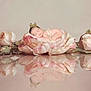 newborn, baby, flower, crown, pearls, sleeping, reflection, pink, delicate, soft, portrait, cute, peaceful, infant, floral, still_life, studio, decorative, tiny, resting