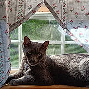 Silver joined the competition — help win amazing prizes! cat, gray_cat, window, curtains, floral_pattern, sunlight, windowsill, pet, animal, indoor, relaxing, feline, resting, home, nature_view, greenery, quiet, cozy, domestic, portrait