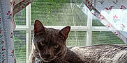 Silver joined the competition — help win amazing prizes! animal, cat, cozy, curtains, domestic, feline, floral_pattern, gray_cat, greenery, home, indoor, nature_view, pet, portrait, quiet, relaxing, resting, sunlight, window, windowsill