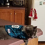 Silver joined the competition — help win amazing prizes! appliances, blender, casual, cat, cozy, domestic, feline, gray_cat, household, indoor, kitchen_counter, lounging, magnets, pet, refrigerator, relaxed, sports_jersey, toaster, towel, wooden_cabinets