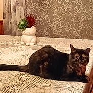 Autumn joined the competition — help win amazing prizes! cat, tortoiseshell_cat, table, tablecloth, plant, succulent, ceramic_planter, decor, indoor, floral_pattern, curtains, furniture, pet, animal, resting, brown, black, eyes, face, cozy