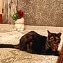 cat, tortoiseshell_cat, table, tablecloth, plant, succulent, ceramic_planter, decor, indoor, floral_pattern, curtains, furniture, pet, animal, resting, brown, black, eyes, face, cozy