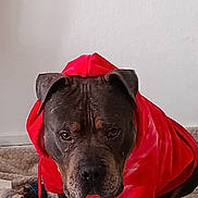 Storm participe au concours pour gagner de l'argent avec cette photo : dog, pet, hoodie, red_clothing, indoor, carpet, toy, brown_dog, serious_expression, sitting, canine, animal, mammal, furniture, cozy, domestic_animal, portrait, cute, companion, resting