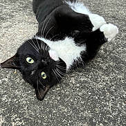 Meowzer is registered to the contest to win money with this photo: cat, black_and_white, tuxedo_cat, animal, pet, outdoor, concrete, playful, lying_down, green_eyes, whiskers, close_up, cute, feline, curious, fur, small, domestic_animal, mammal, resting