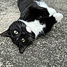 cat, black_and_white, tuxedo_cat, animal, pet, outdoor, concrete, playful, lying_down, green_eyes, whiskers, close_up, cute, feline, curious, fur, small, domestic_animal, mammal, resting