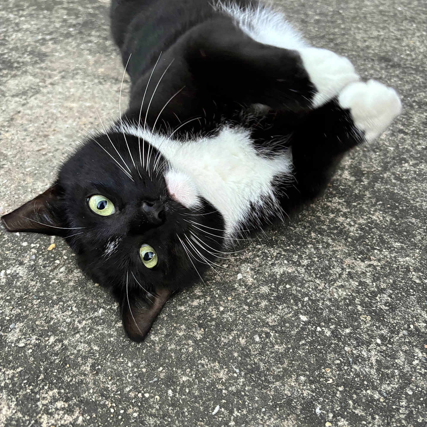 Meowzer is registered to the contest to win money with this photo: cat, black_and_white, tuxedo_cat, animal, pet, outdoor, concrete, playful, lying_down, green_eyes, whiskers, close_up, cute, feline, curious, fur, small, domestic_animal, mammal, resting