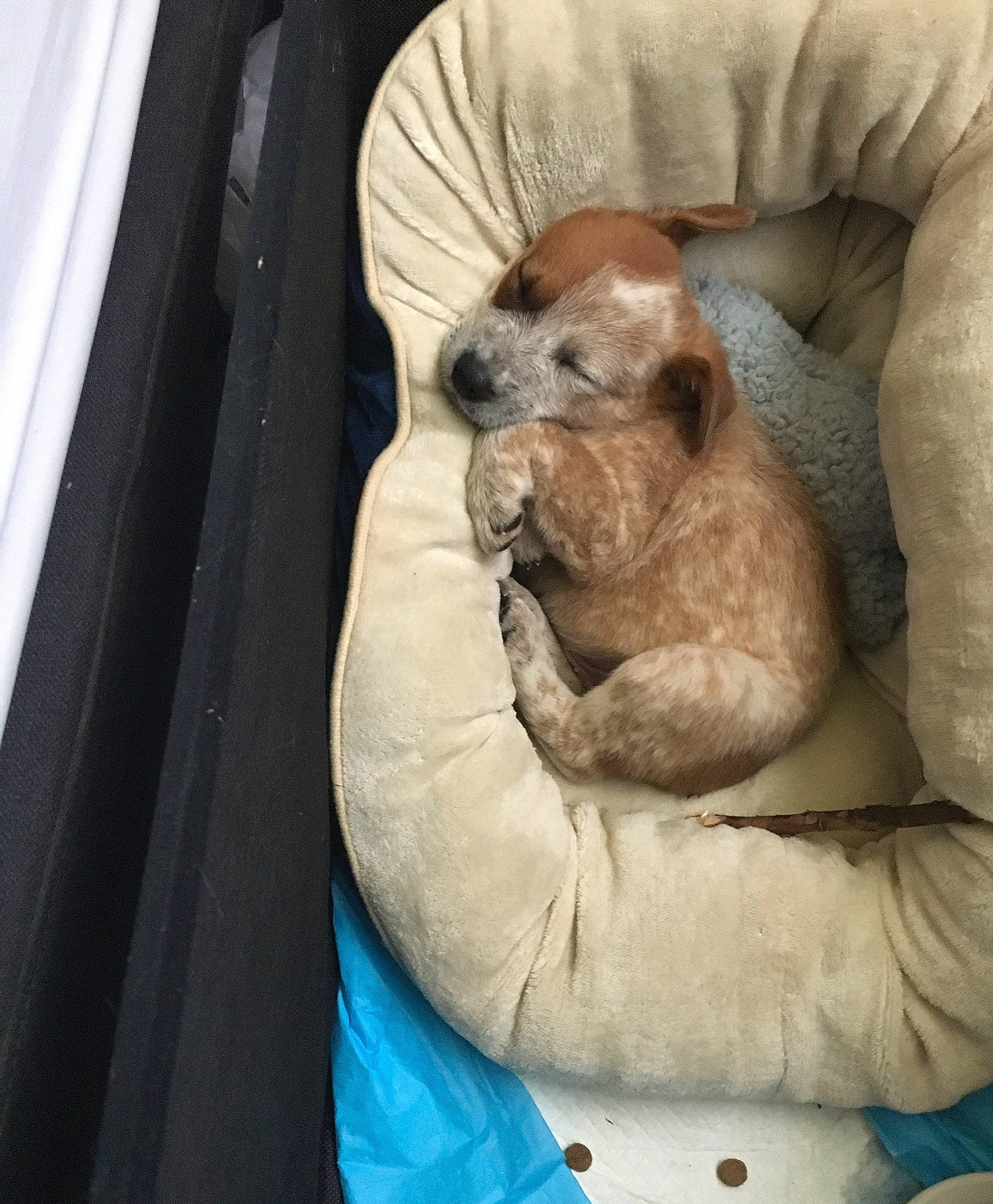 Dakota joined the competition — help win amazing prizes! canidae, carnivore, comfort, companion_dog, dog, dog_bed, dog_breed, dog_supply, ear, fawn, fur, liver, nap, sitting, sloth, snout, sporting_group, toy_dog, whiskers, wrinkle