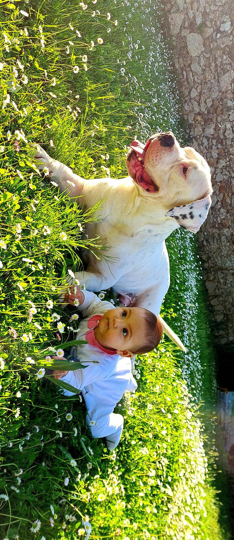 Alyana participe au concours pour gagner de l'argent avec cette photo : bulldog, carnivore, child, companion_dog, dog, dog_breed, fun, grass, green, happy, mammal, people_in_nature, person, photograph, plant, smile, sporting_group, summer, toddler, vertebrate