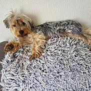 Sissi a rejoint le concours — aidez-le/la à gagner de superbes lots ! animal, blanket, canine, comfortable, couch, curious, dog, fluffy, fur, hair_tie, home, indoor, laying, paw, pet, relaxed, resting, scruffy, texture, wall
