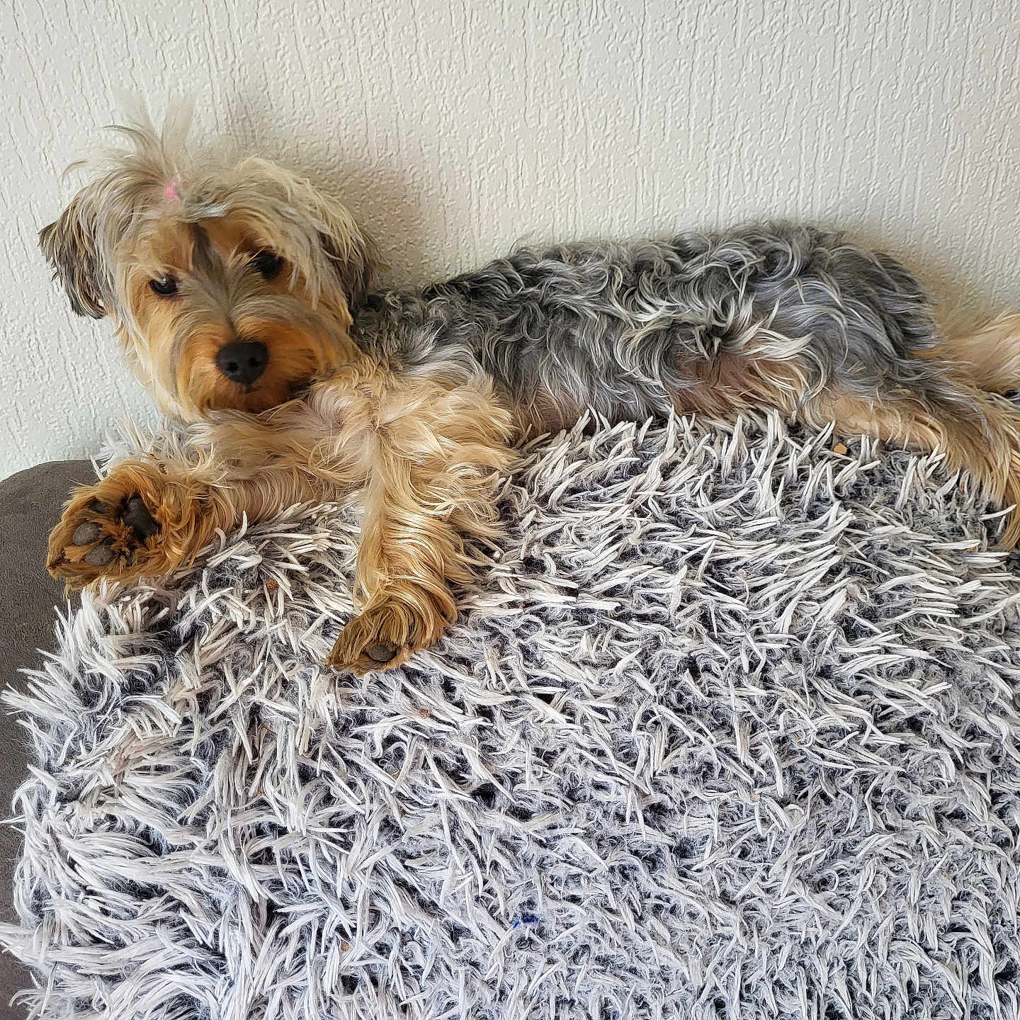 Sissi a rejoint le concours — aidez-le/la à gagner de superbes lots ! animal, blanket, canine, comfortable, couch, curious, dog, fluffy, fur, hair_tie, home, indoor, laying, paw, pet, relaxed, resting, scruffy, texture, wall