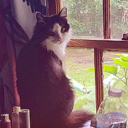 Millie joined the competition — help win amazing prizes! cat, windowsill, window, water_bottle, papers, curtain, greenery, indoor, feline, black_and_white, houseplant, reflection, natural_light, domestic, pet, fur, looking_away, table, clutter, daylight