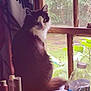 cat, windowsill, window, water_bottle, papers, curtain, greenery, indoor, feline, black_and_white, houseplant, reflection, natural_light, domestic, pet, fur, looking_away, table, clutter, daylight