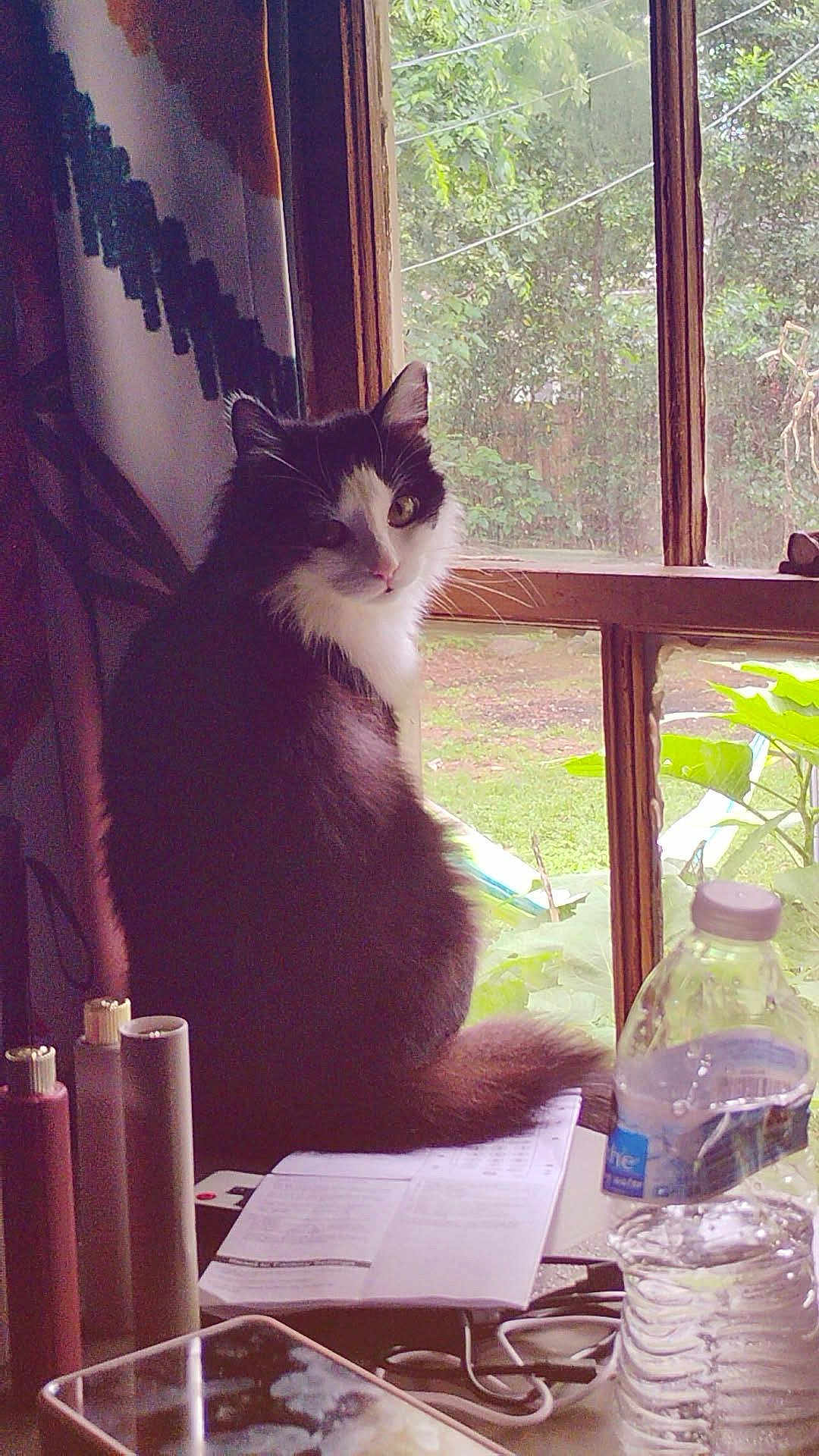 Millie joined the competition — help win amazing prizes! cat, windowsill, window, water_bottle, papers, curtain, greenery, indoor, feline, black_and_white, houseplant, reflection, natural_light, domestic, pet, fur, looking_away, table, clutter, daylight
