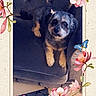 Opium a rejoint le concours — aidez-le/la à gagner de superbes lots ! dog, pet, small_dog, fluffy, shaggy, brown_and_black, sitting, armchair, indoor, living_room, portrait, looking_at_camera, cute, animal, canine, flower_frame, pink_flowers, butterfly, home_decor, vertical_photo