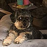 Opium participe au concours pour gagner de l'argent avec cette photo : dog, small_dog, curly_fur, black_and_tan, pet, animal, sitting, lying_down, indoors, living_room, chair, cushion, upholstery, candles, colorful_candles, cozy, dim_lighting, portrait, looking_at_camera, fluffy