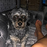 Opium a rejoint le concours — aidez-le/la à gagner de superbes lots ! dog, pet, puppy, animal, scruffy, fluffy, black_and_gray, sitting, couch, sofa, blanket, indoor, living_room, portrait, close_up, looking_at_camera, flash_photography, brown_eyes, paws, home