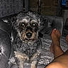 dog, pet, puppy, animal, scruffy, fluffy, black_and_gray, sitting, couch, sofa, blanket, indoor, living_room, portrait, close_up, looking_at_camera, flash_photography, brown_eyes, paws, home