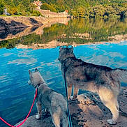 Amande a rejoint le concours — aidez-le/la à gagner de superbes lots ! dog, husky, leash, lake, water, reflection, trees, forest, hill, fortress, sky, clouds, outdoor, nature, animal, pets, walking, rock, scenic, landscape