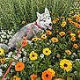 Amande a rejoint le concours — aidez-le/la à gagner de superbes lots ! dog, husky, leash, flower_garden, orange_flowers, yellow_flowers, white_flowers, greenery, outdoor, pet, canine, nature, plants, summer, happy, tongue_out, fur, cute, playful, grass