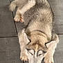 Amande participe au concours pour gagner de l'argent avec cette photo : dog, puppy, husky, sleeping, fur, animal, pet, cute, tiled_floor, resting, canine, young, indoors, peaceful, relaxed, fluffy, mammal, paws, nose, ears