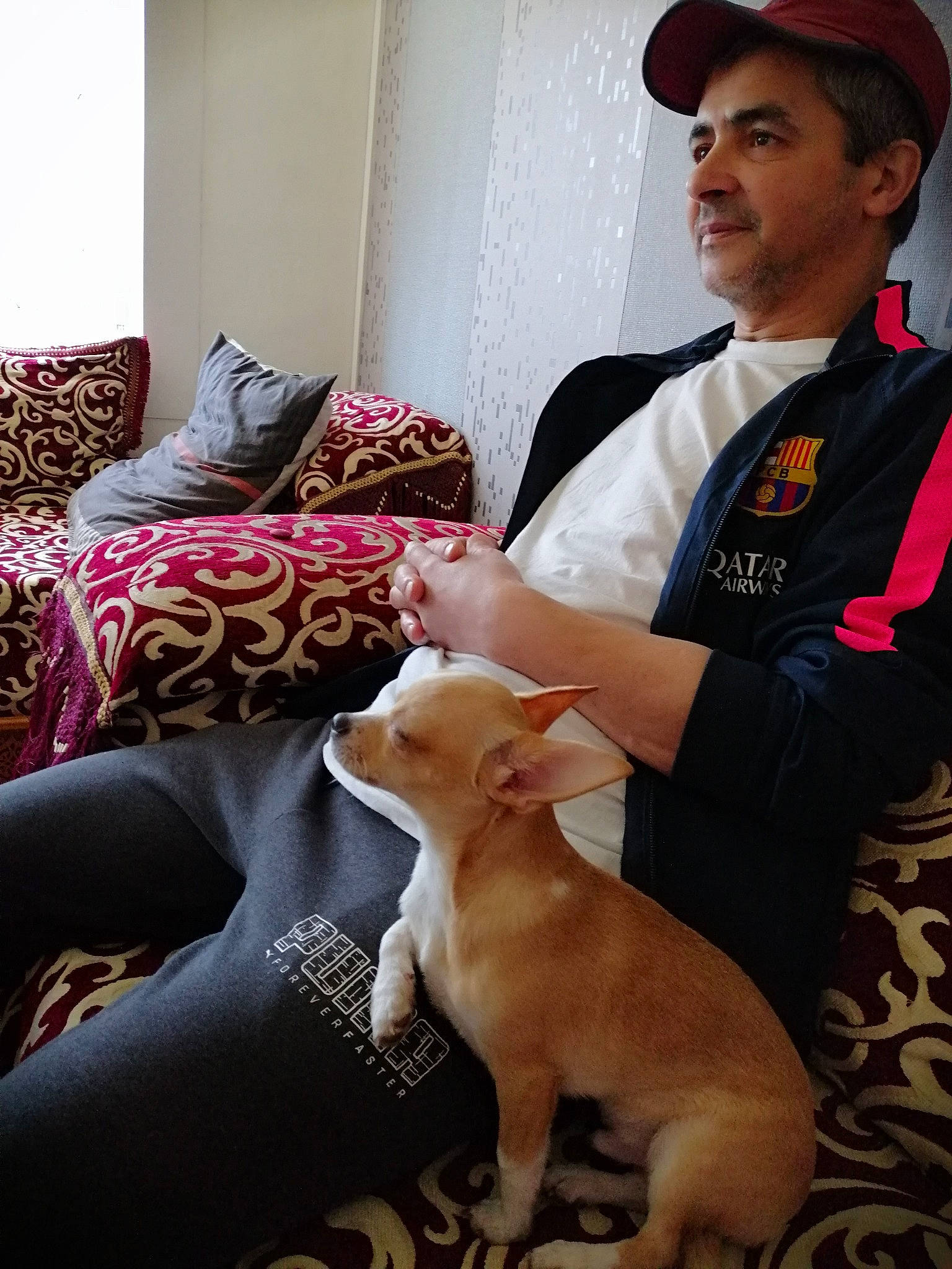 Karamel participe au concours pour gagner de l'argent avec cette photo : canidae, carnivore, chihuahua, companion_dog, dog, dog_breed, fawn