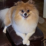 Bernard Eugene is registered to the contest to win money with this photo: dog, pomeranian, fluffy, smiling, pet, indoor, couch, leather, crossed_paws, brown, white, fur, animal, companion, home, flooring, rug, cute, friendly, relaxed