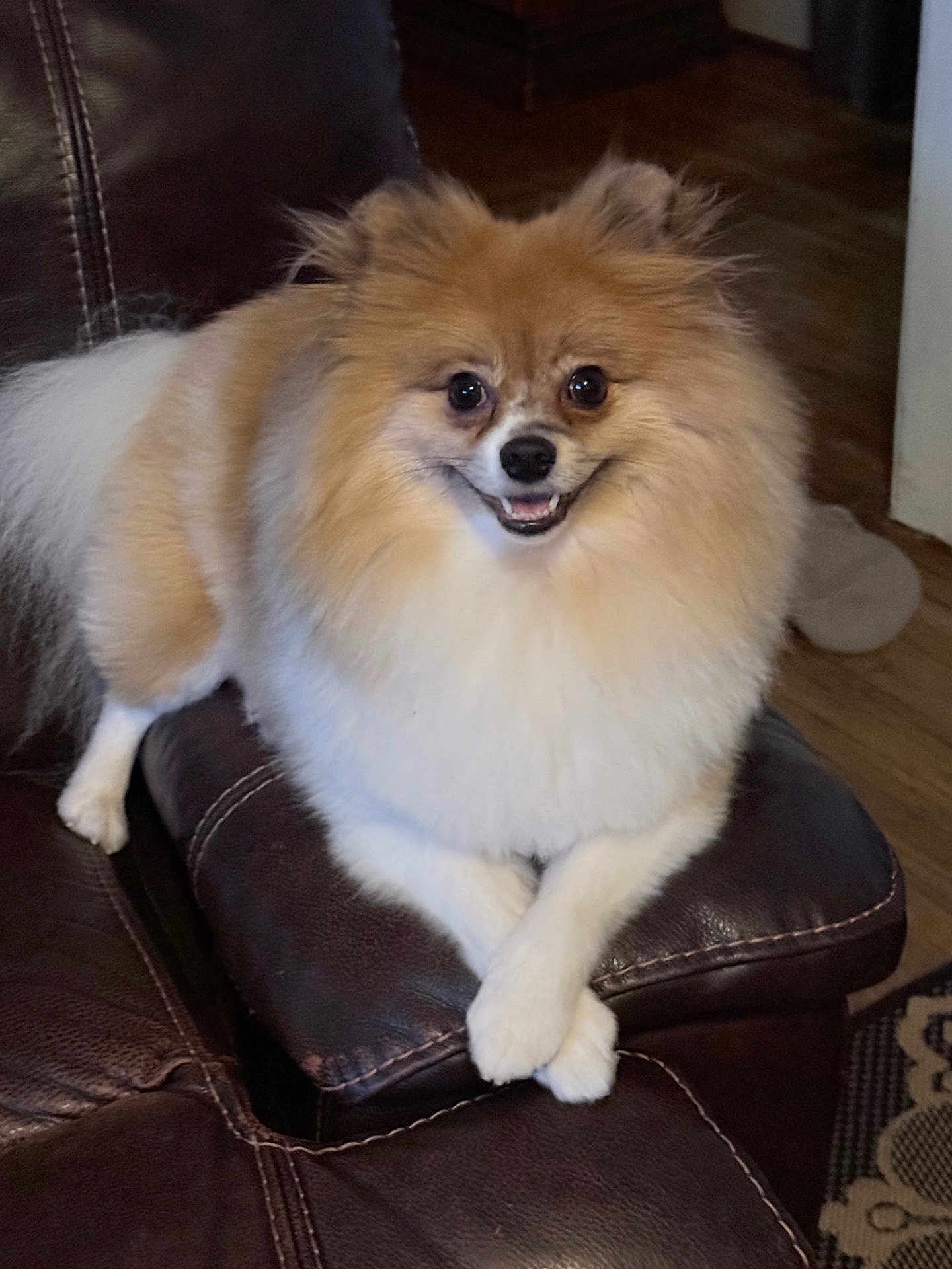 Bernard Eugene is registered to the contest to win money with this photo: dog, pomeranian, fluffy, smiling, pet, indoor, couch, leather, crossed_paws, brown, white, fur, animal, companion, home, flooring, rug, cute, friendly, relaxed