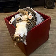 Master Splinter joined the competition — help win amazing prizes! cat, upside_down, basket, red, cozy, blanket, pink_paw, tabby, white_fur, wood_floor, indoor, pet, relaxed, cute, feline, home, curious, playful, resting, animal