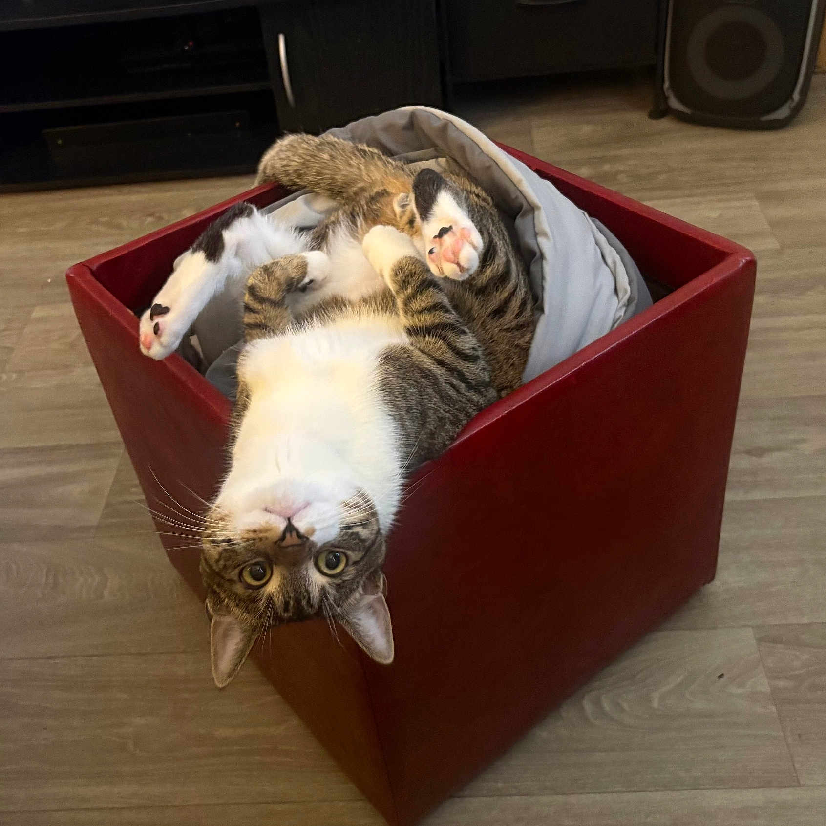 Master Splinter joined the competition — help win amazing prizes! cat, upside_down, basket, red, cozy, blanket, pink_paw, tabby, white_fur, wood_floor, indoor, pet, relaxed, cute, feline, home, curious, playful, resting, animal