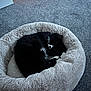 Peanut joined the competition — help win amazing prizes! animal, blackcat, canine, cat, couch, cushion, dog, dogbed, furniture, hardwood, homedecor, indoors, kitten, manx, person, pet, sleeping, wood