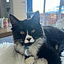 Peanut joined the competition — help win amazing prizes! accessories, animal, architecture, blackcat, building, car, cat, collar, couch, furniture, hardwood, indoors, kitten, livingroom, manx, pet, room, transportation, vehicle, wood