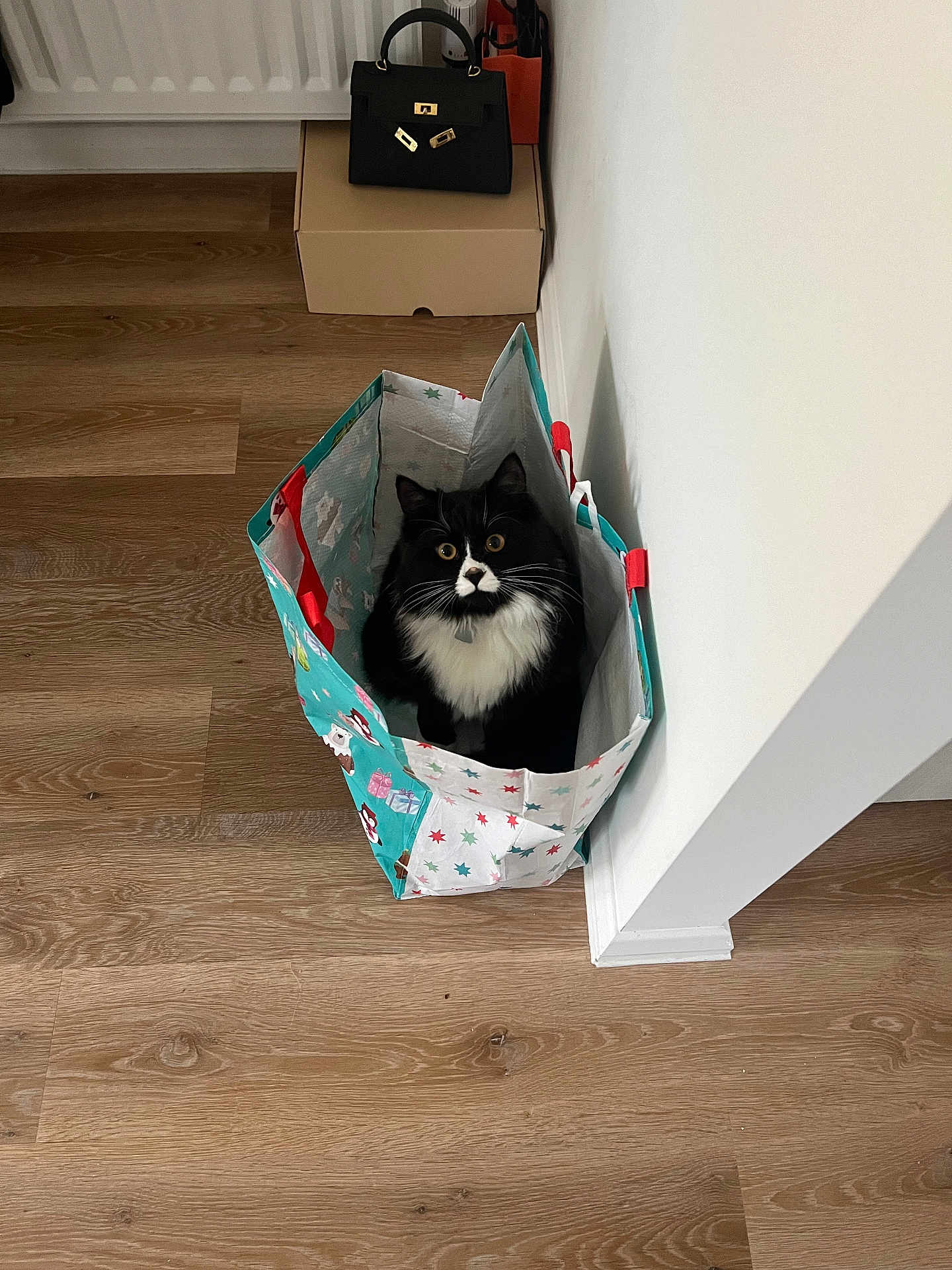Peanut joined the competition — help win amazing prizes! accessories, animal, bag, box, canine, cat, dog, dogbed, handbag, hardwood, kitten, manx, pet, purse, stainedwood, totebag, wood