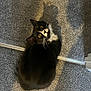 abyssinian, accessories, animal, blackcat, broom, cat, hardwood, kitten, leash, manx, pet, strap, wood