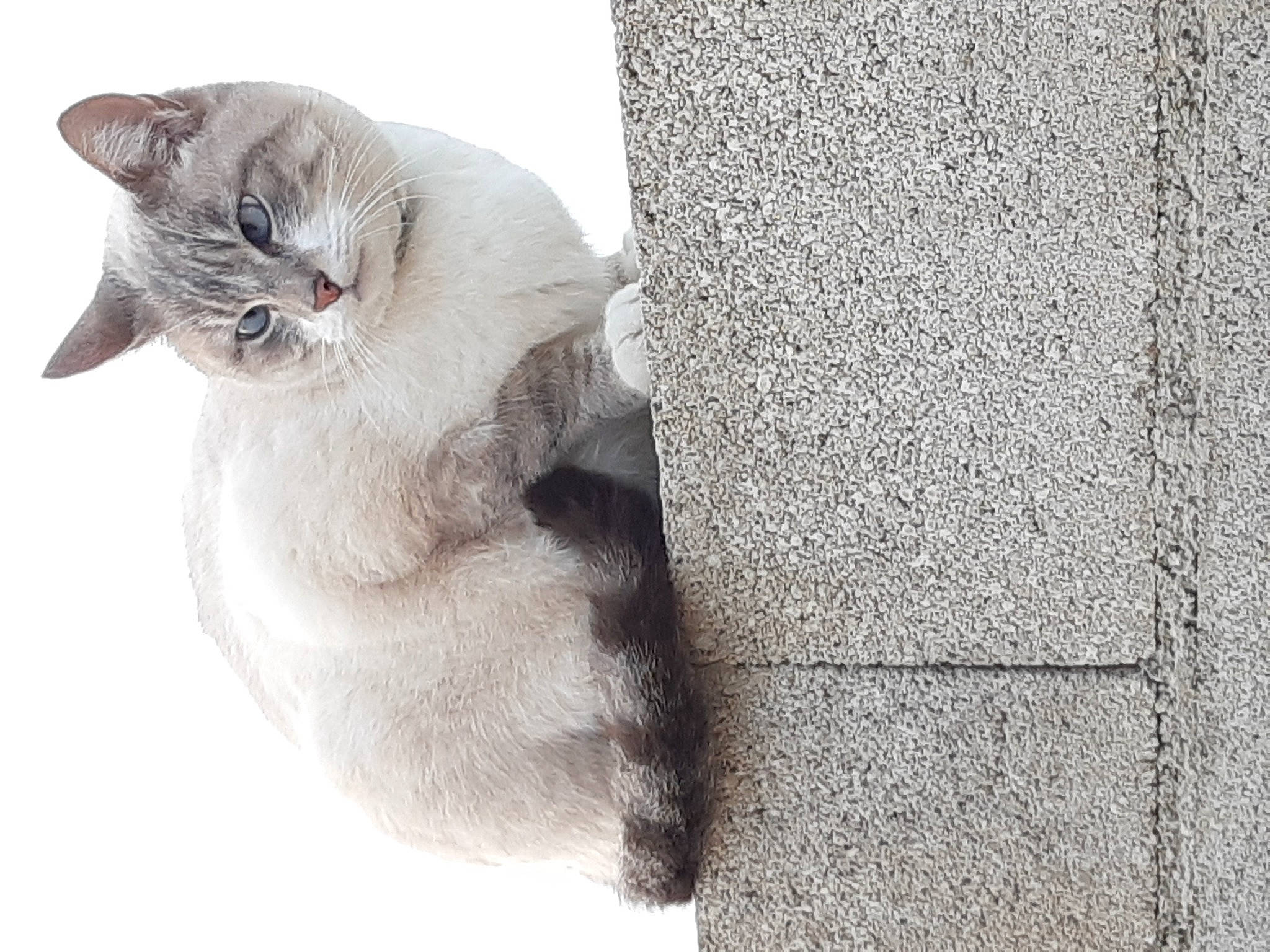 Juju participe au concours pour gagner de l'argent avec cette photo : carnivore, cat, cement, comfort, concrete, domestic_short_haired_cat, felidae, fur, grey, paw, road_surface, sitting, small_to_medium_sized_cats, snout, tail, whiskers, window