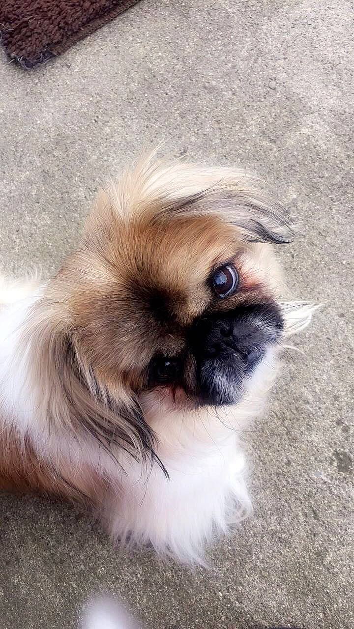 Tinker Bell joined the competition — help win amazing prizes! canidae, carnivore, chinese_imperial_dog, companion_dog, dog, dog_breed, eye, fawn, fur, iris, liver, mammal, pekingese, puppy, rare_breed_dog, shih_tzu, snout, sporting_group, toy_dog, vertebrate