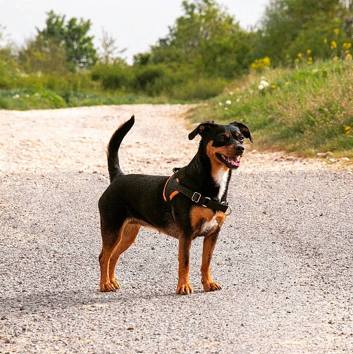 Joyce a rejoint le concours — aidez-le/la à gagner de superbes lots ! canidae, carnivore, collar, companion_dog, dog, dog_breed, dog_collar, dog_supply, fawn, landscape, leash, paw, pet_supply, plant, sky, snout, sporting_group, tail, tree, working_animal