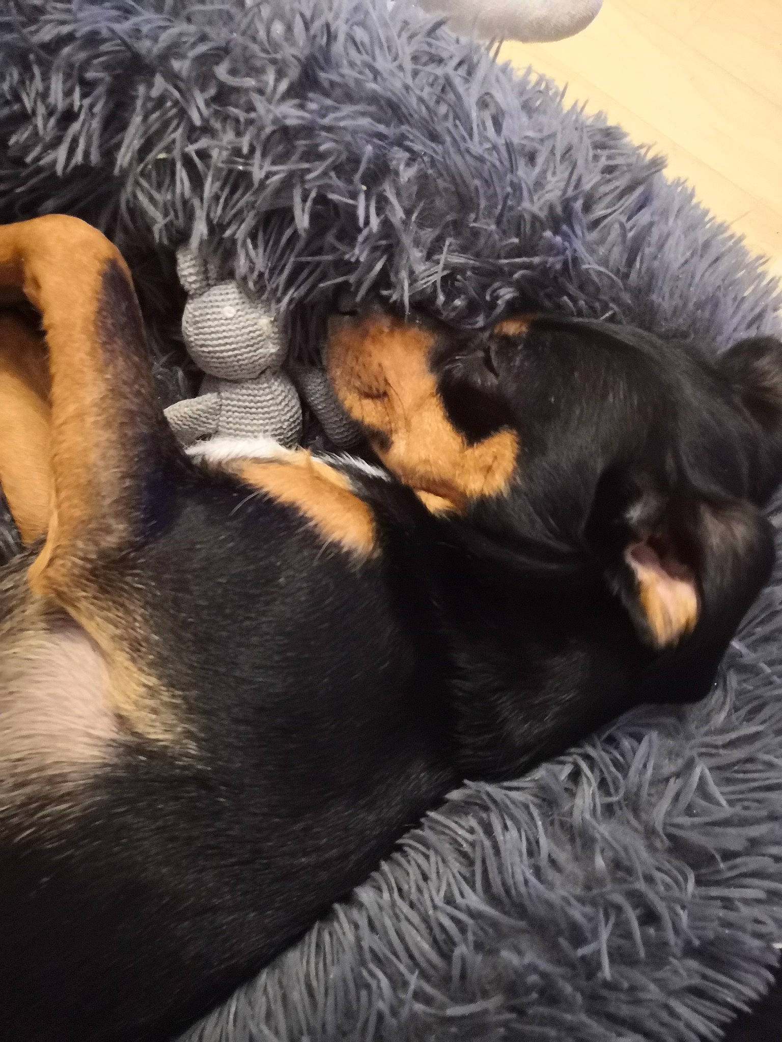 Joyce a rejoint le concours — aidez-le/la à gagner de superbes lots ! canidae, carnivore, comfort, companion_dog, dog, dog_breed, fawn, foot, fur, guard_dog, nap, paw, puppy, puppy_love, snout, sporting_group, tail, tints_and_shades, whiskers, working_animal