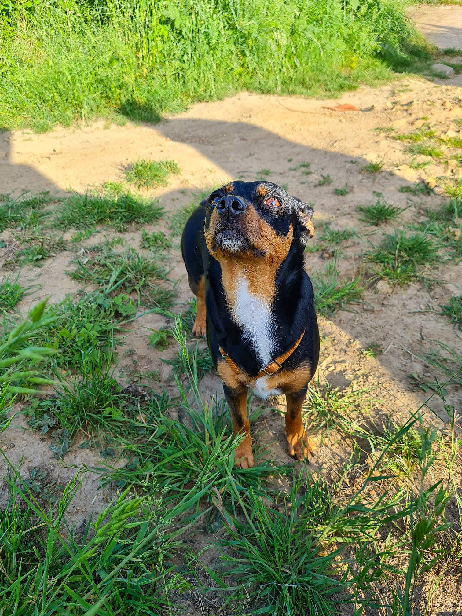 Joyce a rejoint le concours — aidez-le/la à gagner de superbes lots ! canidae, carnivore, companion_dog, dog, dog_breed, fawn, grass, groundcover, landscape, painting, pasture, plant, snout, soil, sporting_group, tail, terrestrial_animal, whiskers, working_animal, working_dog